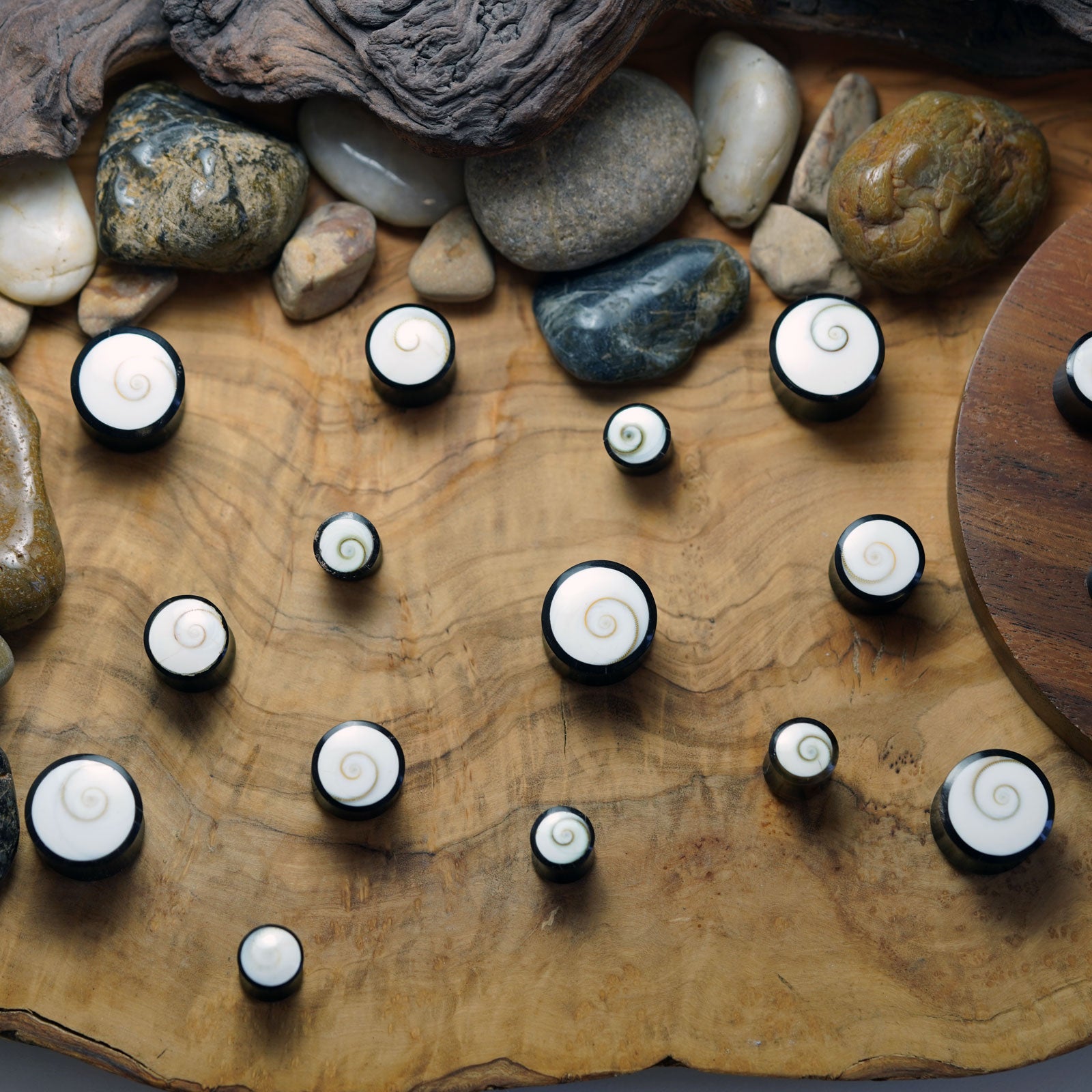 Horn Double Flare Plug With Shiva Eye Inlay Group Shot